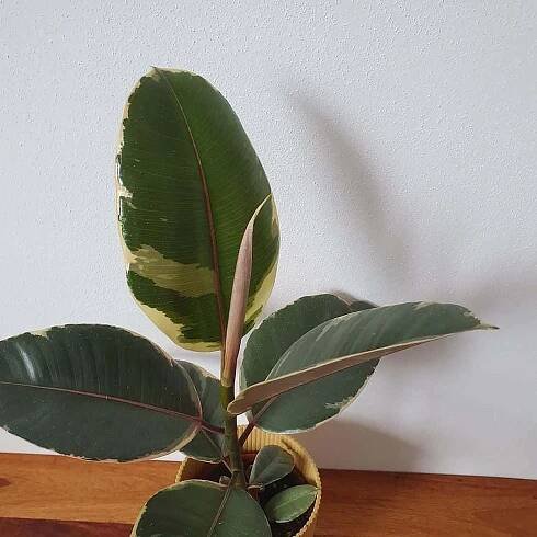 Okrasná rostlina Ficus elastica 'Tineke' s velkými, lesklými listy s krémovými a světle zelenými pruhy.