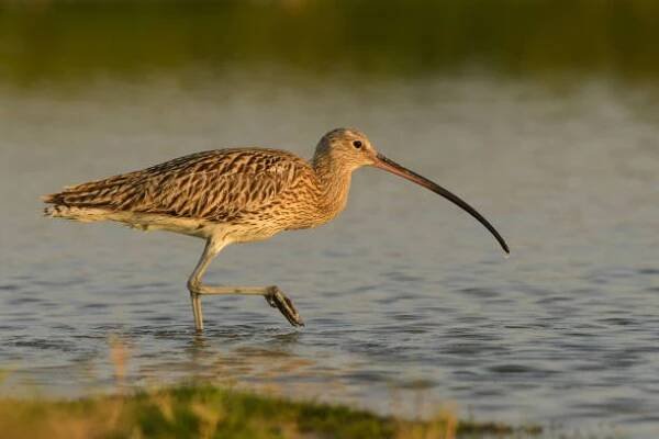 euroasijský curlew / numenius arquata - koliha velká - stock snímky, obrázky a fotky