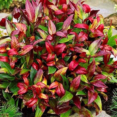 LEUCOTHOE ́SCARLETTA ́( Leucothoe walteri Scarletta)