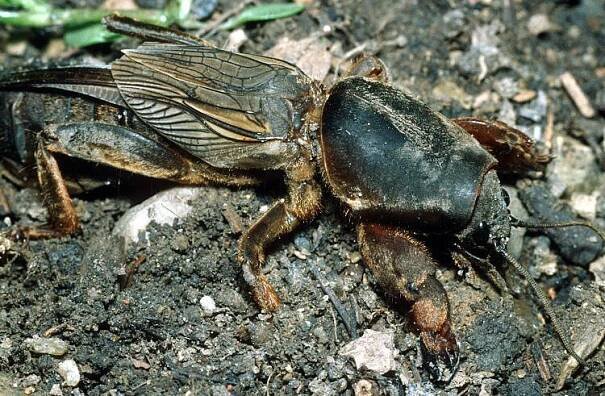 Gryllotalpa gryllotalpa (krtonožka obecná) | BioLib.cz