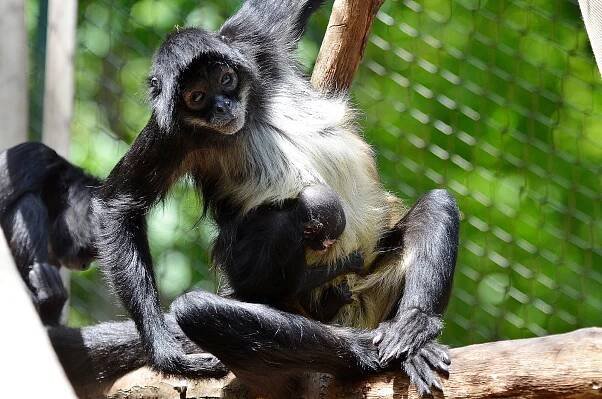 FOTO: Zoo Děčín hlásí odchov roku. Narodil se vzácný chápan