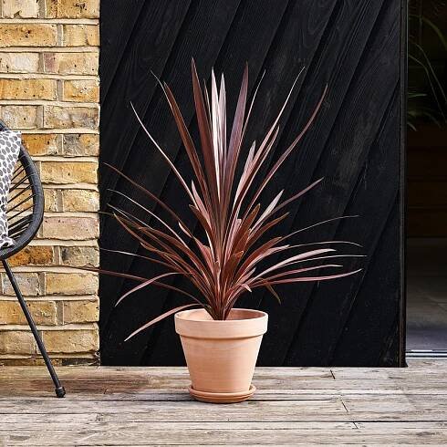 Cordyline red