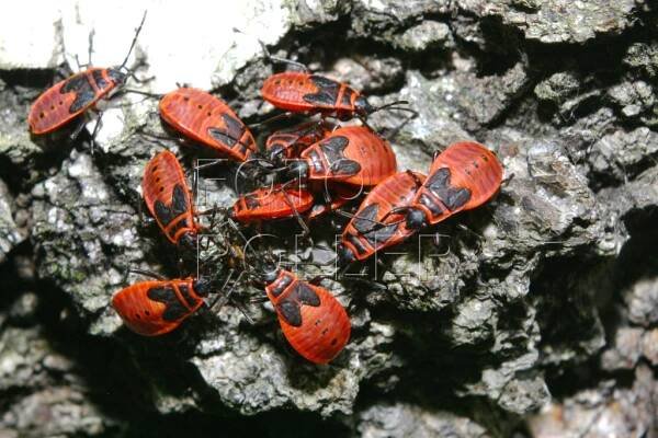 Hosté nebo vetřelci, aneb na zahradě je živo - Pestrá Zahrada