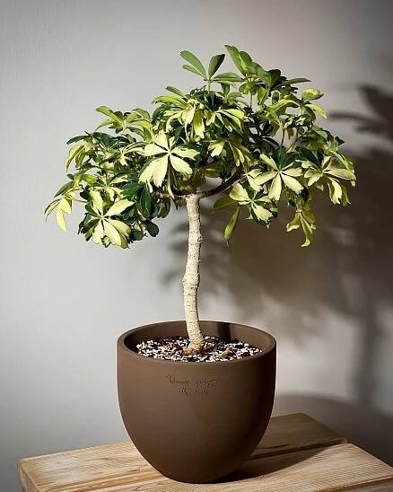 Schefflera Janine instagram @yabogreen