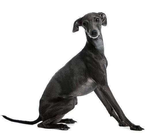 All About Greyhounds