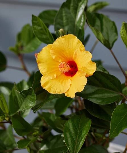 Buy Bloomscape Hibiscus Indoor Plant