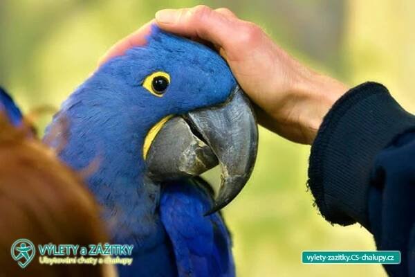 Malý ošetřovatel papoušků - ZOO Bošovice (1MZ-010): Výlety a zážitky