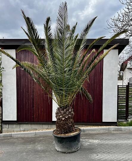 Palmy | Phoenix canariensis, cca 320 cm | Exotická zahrada Přibice