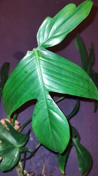 Filodendron Florida (green/ghost)