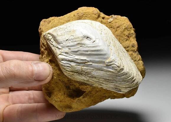 fosilní slávka - Congeria sp. | minerals-fossils.cz
