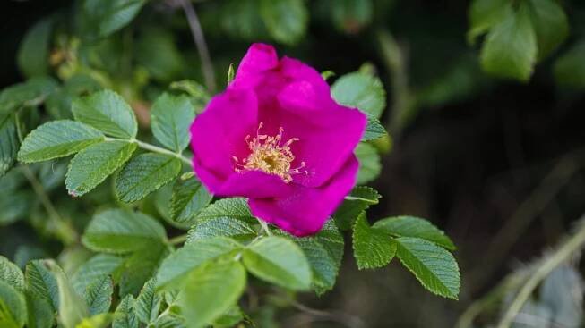 Růže plstnatá (Rosa tomentosa)