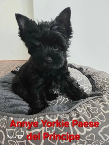 Yorkshire Terrier