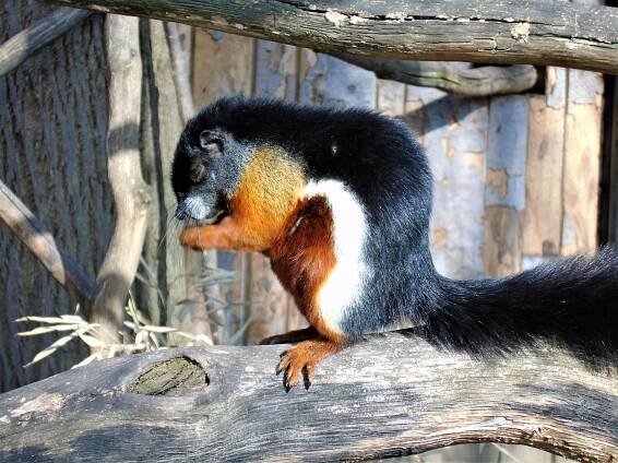 Squirrel - Wikipedia
