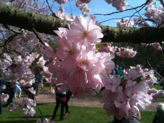 Blossom, close-up