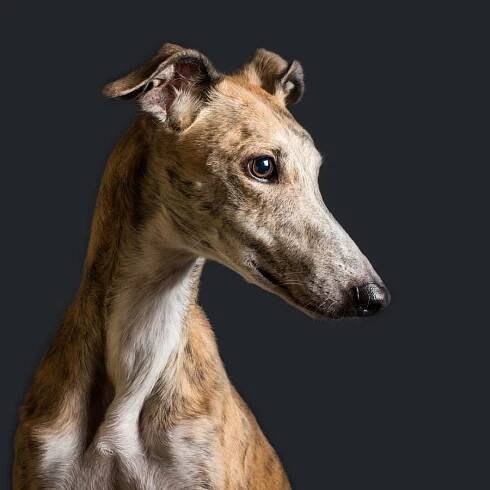 Embark features greyhound