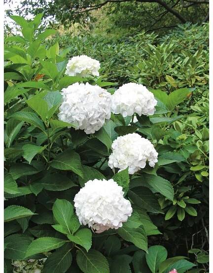 Hortenzie velkolistá, bílá, výška cca 50 cm, průměr květináče cca 29 cm nakoupit u OBI