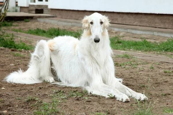 Barzoj (greyhound) pes — Stock obrázek