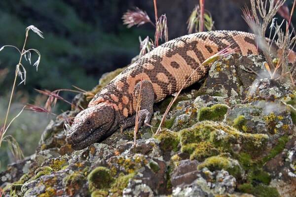 Gila monsters in SLC? A warmer Utah could bring more desert reptiles north