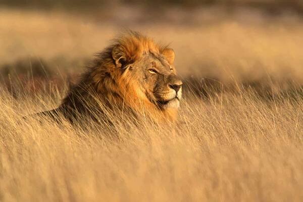 Stáhnout - Velký muž africký Lev (panthera leo) ležící v trávě, etosha national park, Namibie, Jižní Afrika — Stock obrázek