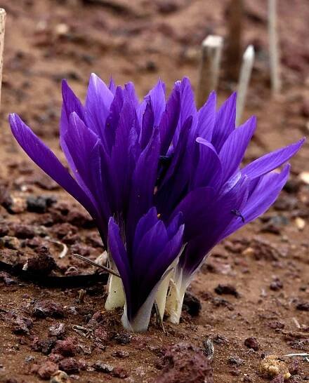 Crocus dispathaceus 'Deep purple'