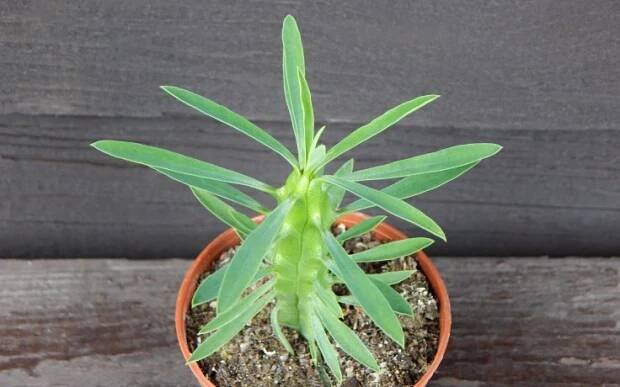 Euphorbia loricata