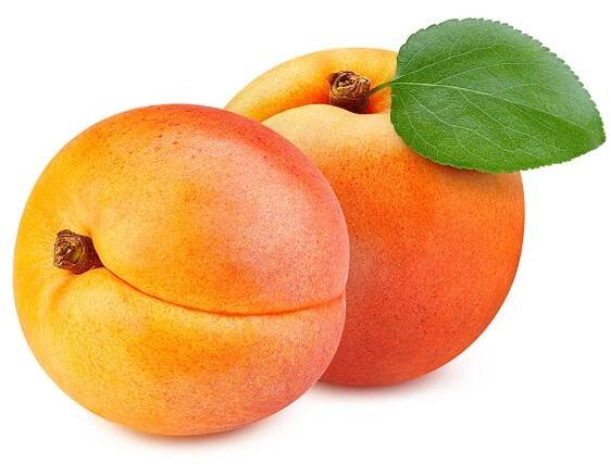Apricot - Gala Fruit