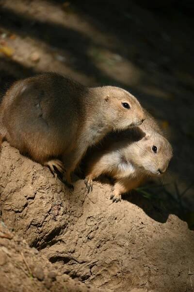 Animals - Christine Lohse Photography