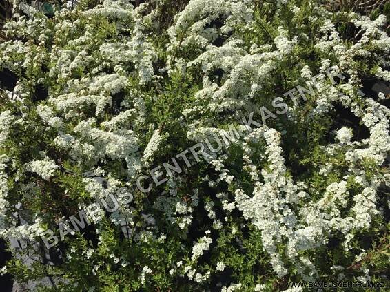 Spiraea cinerea 'Grefsheim' - Tavolník popelavý - Bambuscentrum.cz