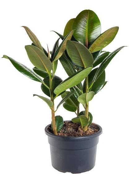 Fíkus, Ficus Elastica Robusta, vícekmenný, skladem