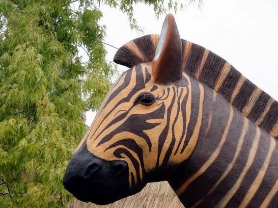 zebra kvaga