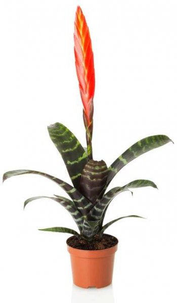 Flammendes Schwert - Vriesea splendens Era