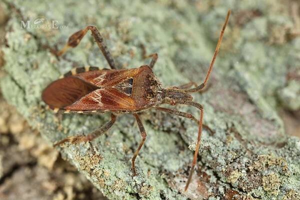 Leptoglossus occidentalis - vroubenka americká