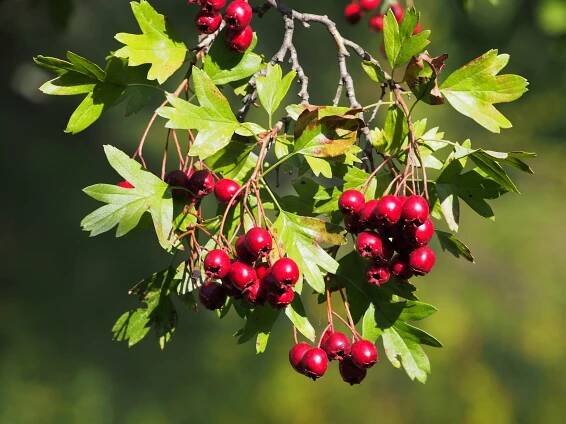 Hawthorn (Crataegus monogyna) © Agnieszka Kwiecień, CC 4.0