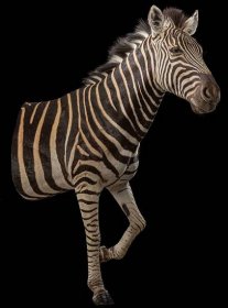 Burchell's Zebra Halfmount 20230804 52109