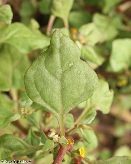 Tetragonia tetragonoides – čtyřboč rozložitá