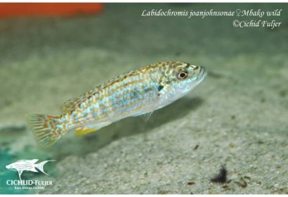 Labidochromis-joanjohnsonae-Mbako-(8)