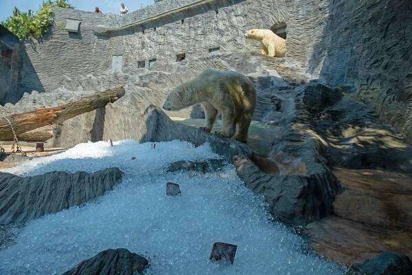 Mrazivé ochlazení v pražské zoo. Zvířata si užívala deseti tun ledu