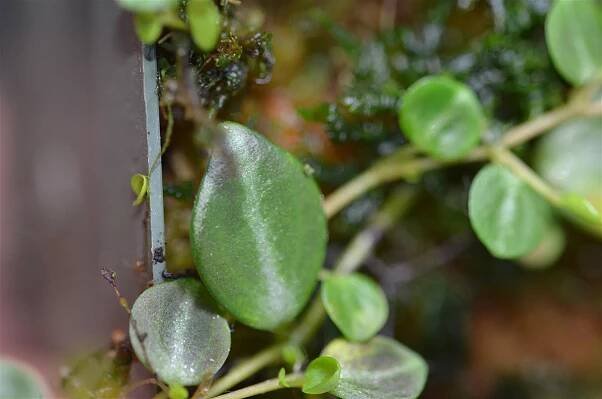 Peperomia sp. 'Silver Stripe' - GLASS BOX TROPICALS