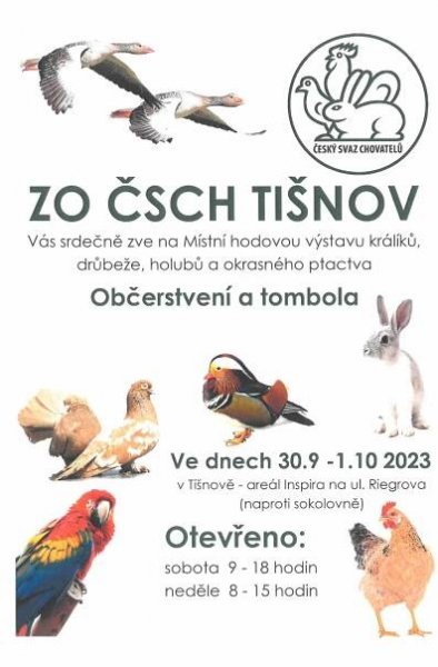 Výstava králíků