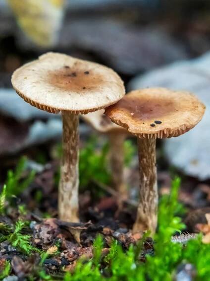 bezplatná Detailní fotografie dvou divokých hub rostoucích na lesní půdě. Základová fotografie