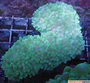 Physogyra lichtensteini - korálovec bublinatý