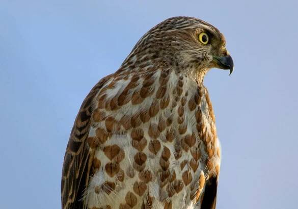 Základová fotografie na téma accipiter, accipiter nisus, den, detail, detailní, divočina, divoký, dravec, ekologie, fotografie