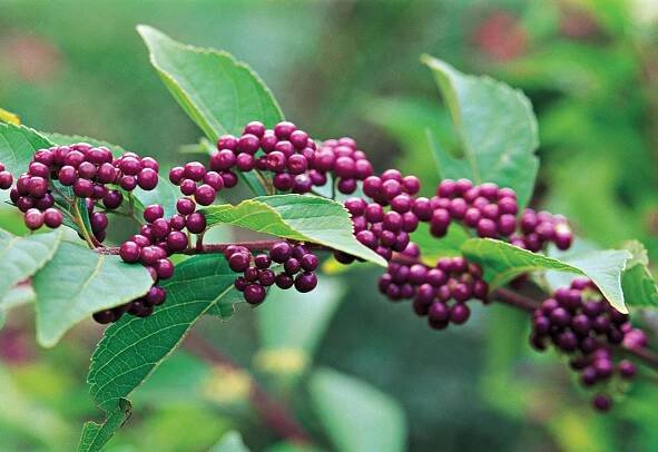 Profusion Beautyberry Callicarpa bodinieri