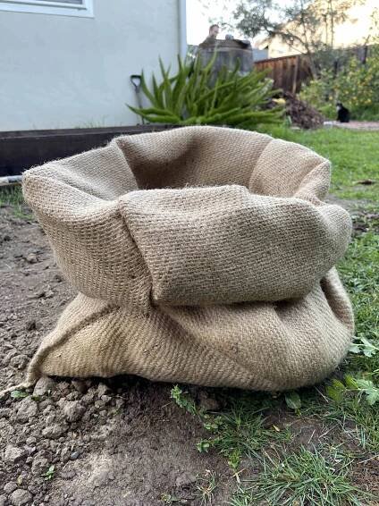 The rim is rolled down on this burlap sack filled with soil