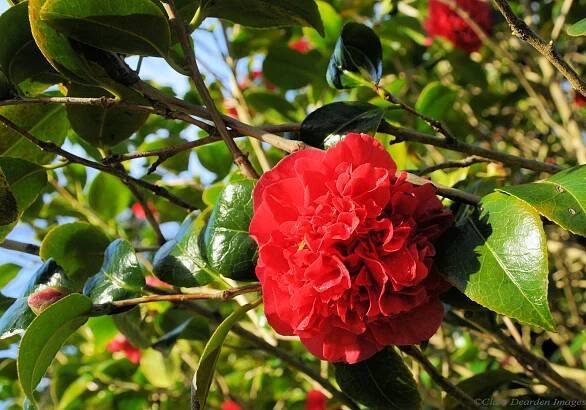 Camellia Japonica Kramers Supeme - Antony Woodland Garden