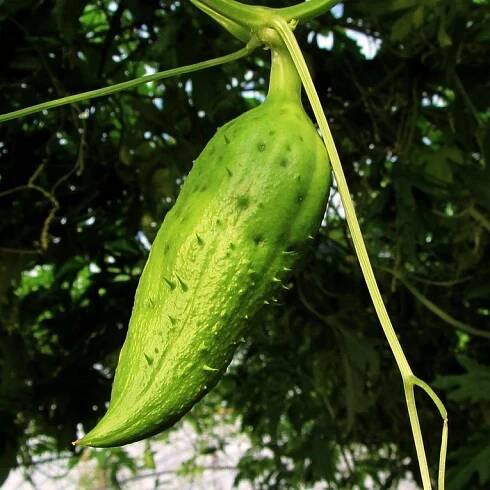 Ačokča (Cyclanthera pedata) semena 12 kusů