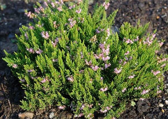 Vřes Calluna vulgaris Minima