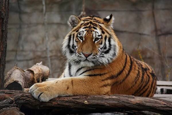 Soubor:Tygr ussurijský (Panthera tigris altaica).jpg – Wikipedie