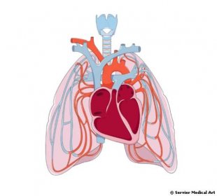 Plíce - obecné informace | Medicína, nemoci, studium na 1. LF UK
