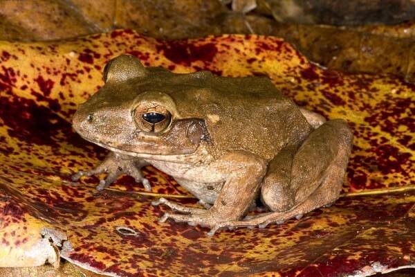 Fijian ground frog